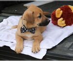 Small #3 Labrador Retriever Mix