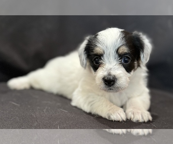 Medium Photo #5 Pembroke Welsh Corgi-Poodle (Miniature) Mix Puppy For Sale in LONGMONT, CO, USA