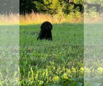 Small #2 Labrador Retriever