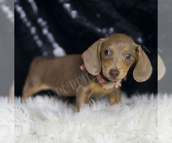 Medium Photo #6 Dachshund Puppy For Sale in WARSAW, IN, USA