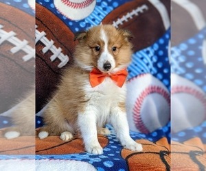 Shetland Sheepdog Puppy for sale in CHRISTIANA, PA, USA