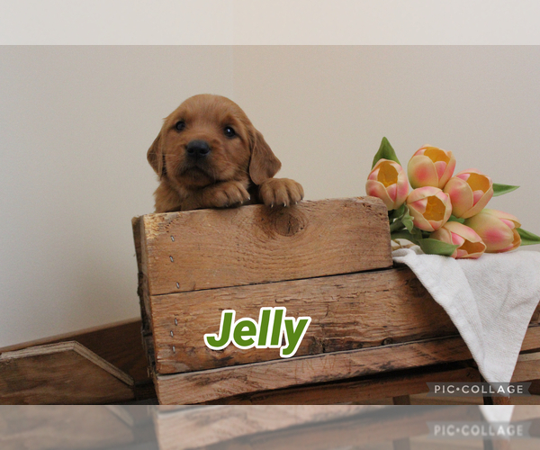 Medium Photo #63 Golden Retriever Puppy For Sale in MIDDLEBURG, PA, USA