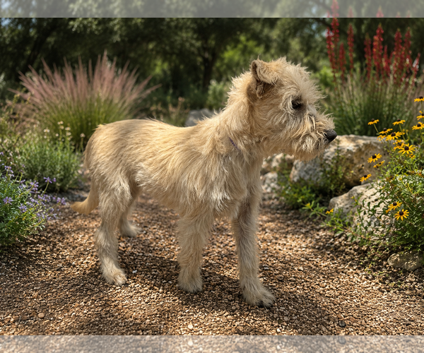 Medium Photo #4 Mutt Puppy For Sale in PIPE CREEK, TX, USA