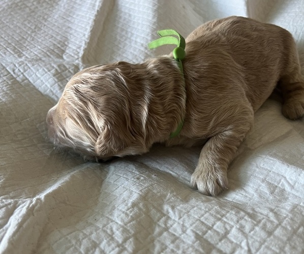 Medium Photo #4 Goldendoodle Puppy For Sale in PHOENIX, AZ, USA