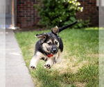 Small #1 Mutt