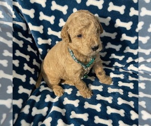 Goldendoodle (Miniature) Puppy for sale in MASSILLON, OH, USA