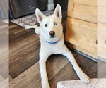 Small #3 Siberian Husky