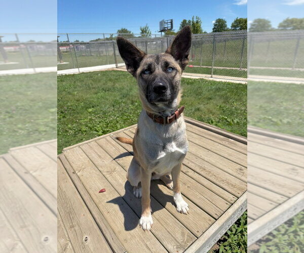 Medium Photo #4 Akita-Unknown Mix Puppy For Sale in Pierceton , IN, USA