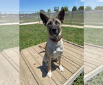 Small #3 Akita Mix