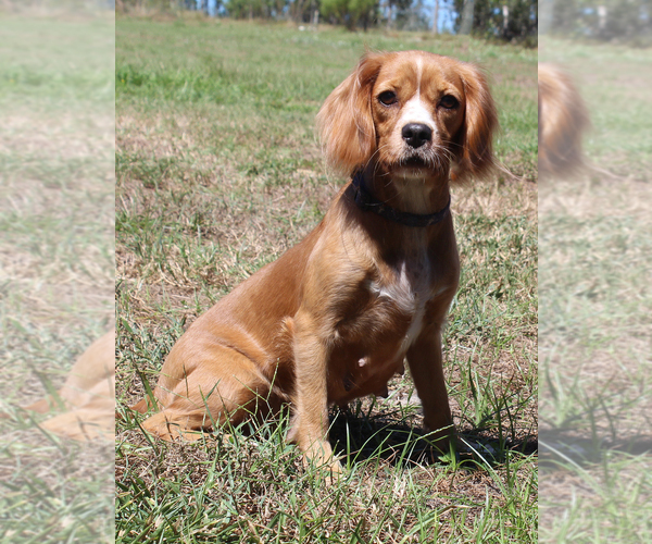 Medium Photo #1 Cavalier King Charles Spaniel Puppy For Sale in BROOKSVILLE, FL, USA