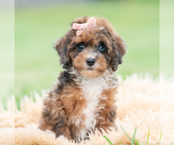 Medium Photo #2 Poodle (Miniature) Puppy For Sale in WARSAW, IN, USA