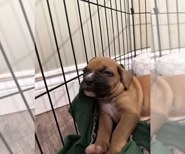 Medium Photo #1 Boxer Puppy For Sale in Brights Grove, Ontario, Canada