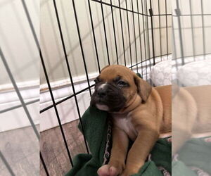 Boxer Dogs for adoption in Brights Grove, Ontario, Canada