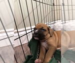 Small Boxer