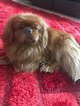 Small Photo #3 Tibetan Spaniel Puppy For Sale in ROSEVILLE, CA, USA