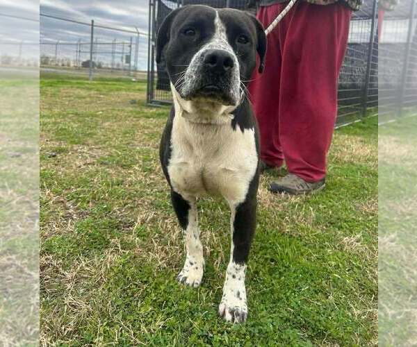 Medium Photo #4 Mutt Puppy For Sale in Abbeville, LA, USA