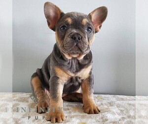 French Bulldog Puppy for sale in GORDONVILLE, PA, USA