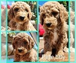 Small #4 Poodle (Standard) Mix