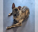 Small #5 Catahoula Leopard Dog