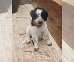 Small Photo #2 Australian Shepherd Puppy For Sale in Dallas, TX, USA