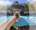 Small #1 Siberian Husky