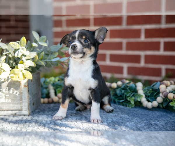 Medium Photo #19 Chihuahua Puppy For Sale in NEW HOLLAND, PA, USA