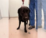 Small #1 Labrador Retriever