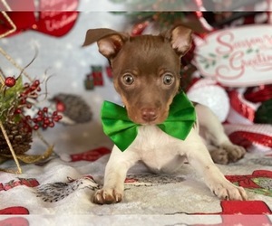 Fox Terrier (Smooth) Puppy for sale in LANCASTER, PA, USA