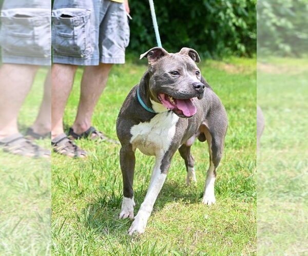 Medium Photo #3 American Pit Bull Terrier Puppy For Sale in Glen Allen, VA, USA