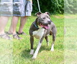 Small #2 American Pit Bull Terrier