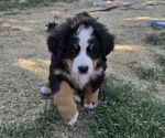Puppy Green Bernese Mountain Dog