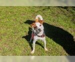 Small Photo #2 Jack Russell Terrier Puppy For Sale in Waco, TX, USA