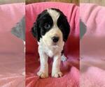 Puppy Red Collar English Springer Spaniel