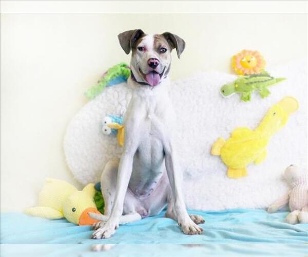 Medium Photo #1 American Foxhound-American Pit Bull Terrier Mix Puppy For Sale in Tavares, FL, USA