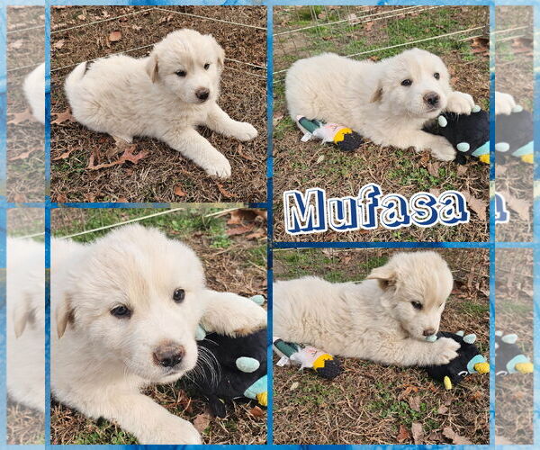 Medium Photo #1 Carolina Dog-Great Pyrenees Mix Puppy For Sale in Blacksburg, SC, USA