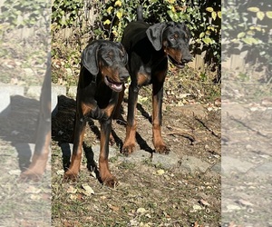 Doberman Pinscher Litter for sale in WILMINGTON, DE, USA