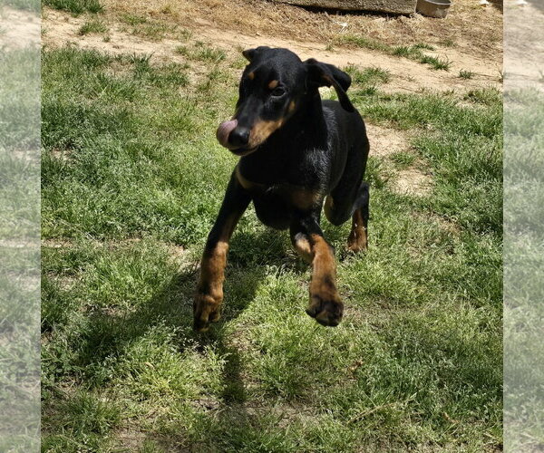 Medium Photo #3 Doberman Pinscher Puppy For Sale in Social Circle, GA, USA