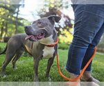 Small #1 American Pit Bull Terrier Mix