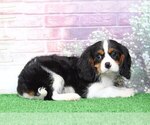 Small Photo #3 Cavalier King Charles Spaniel Puppy For Sale in BEL AIR, MD, USA