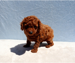 Small #5 Poodle (Toy)