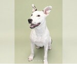 Small #2 American Staffordshire Terrier Mix