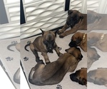 Small Photo #4 Belgian Malinois Puppy For Sale in VALRICO, FL, USA