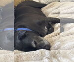 Small #4 Chinese Shar-Pei-Labrador Retriever Mix