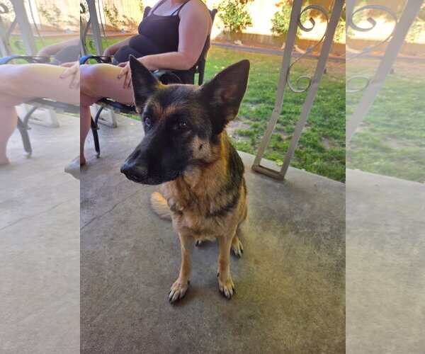 Medium Photo #1 German Shepherd Dog Puppy For Sale in MIDWAY, UT, USA