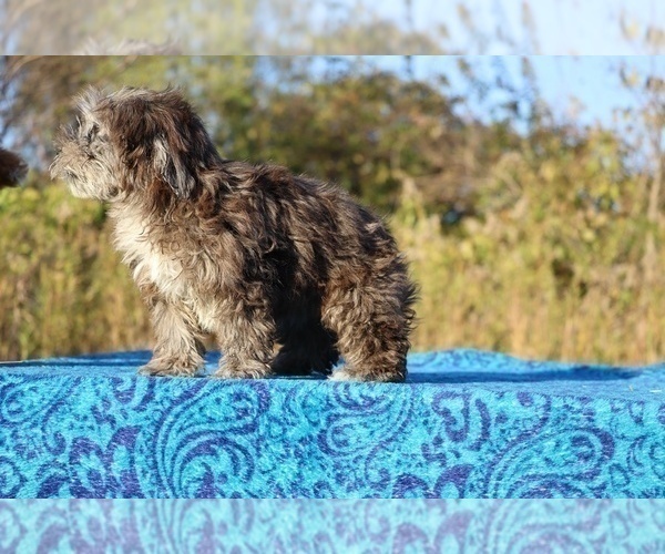 Medium Photo #41 ShihPoo Puppy For Sale in DYERSBURG, TN, USA