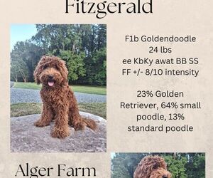 Father of the Goldendoodle puppies born on 05/12/2026
