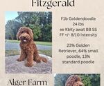 Small Photo #1 Goldendoodle Puppy For Sale in MIDLAND, NC, USA