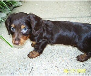 Dachshund Puppy for sale in MULBERRY GROVE, IL, USA