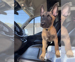 Small #2 Belgian Malinois
