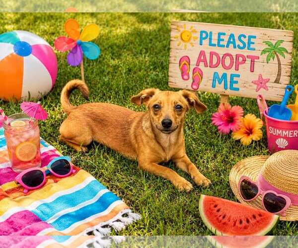 Medium Photo #2 Dachshund Puppy For Sale in Yardley, PA, USA